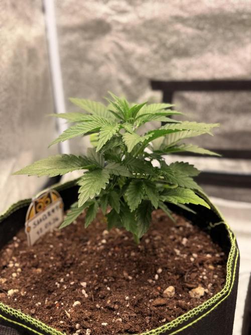 SMQR#1 & Mephistoreoz. Week 5