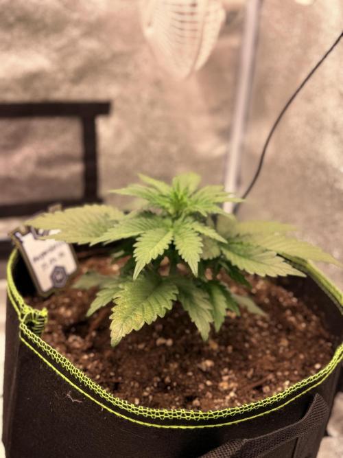 SMQR#1 & Mephistoreoz. Week 5