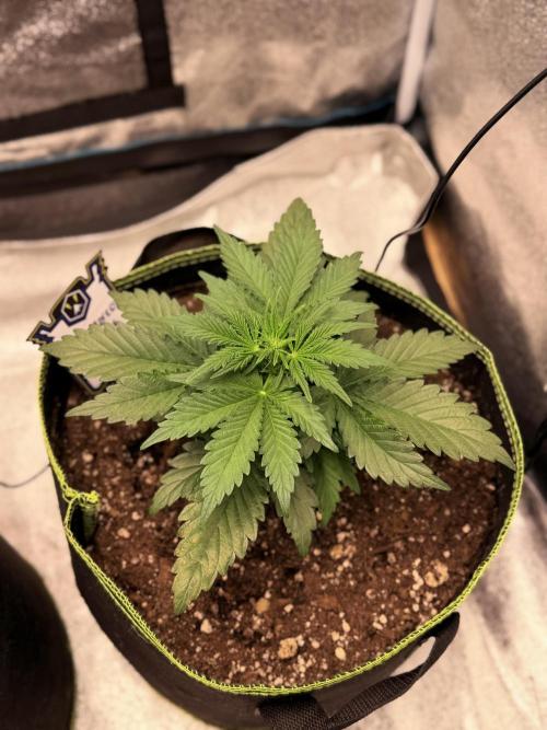 SMQR#1 & Mephistoreoz. Week 5