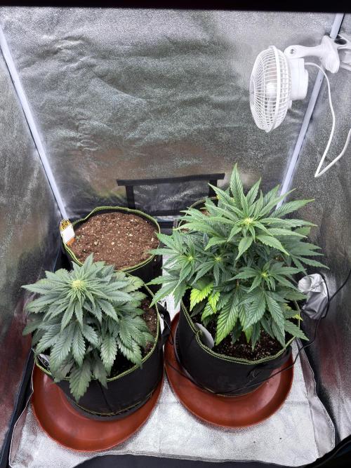 SMQR#1 & Mephistoreoz. Week 7