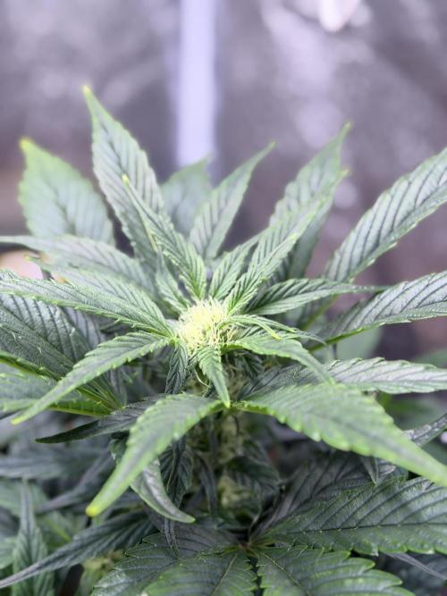 SMQR#1 & Mephistoreoz. Week 7