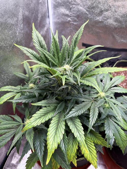 SMQR#1 & Mephistoreoz. Week 8