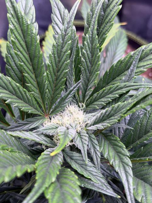 SMQR#1 & Mephistoreoz. Week 8