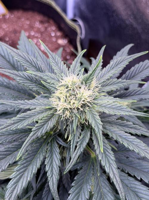 SMQR#1 & Mephistoreoz. Week 8