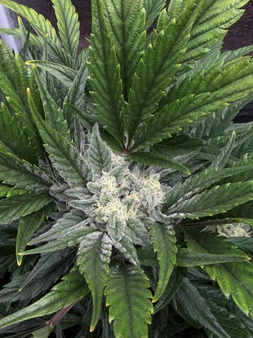 SMQR#1 & Mephistoreoz. Week 9