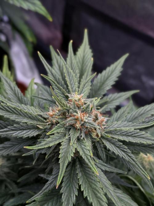 SMQR#1 & Mephistoreoz. Week 9