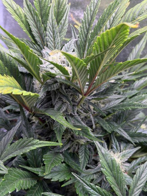 SMQR#1 & Mephistoreoz. Week 9