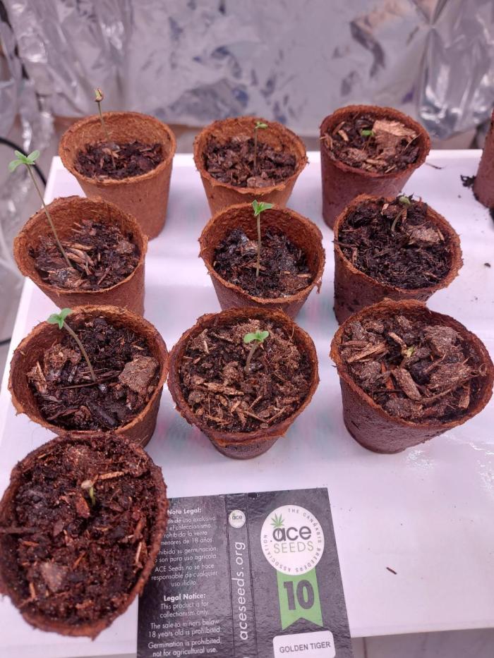 Golden tiger ace seeds reg 10/10. Week 1 - 2 day
