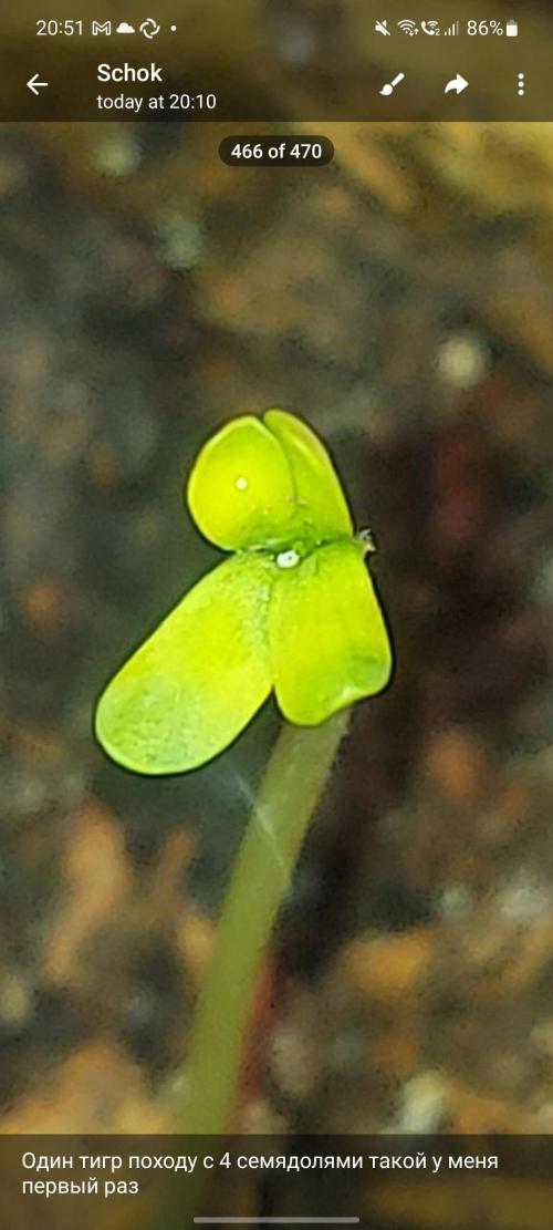 Golden tiger ace seeds reg 10/10. Week 1