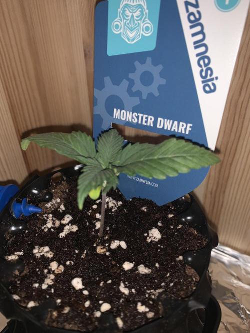 Monster Dwarf Auto Pikendi Micro Grow. Week 1
