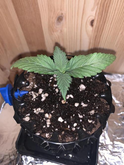 Monster Dwarf Auto Pikendi Micro Grow. Week 1