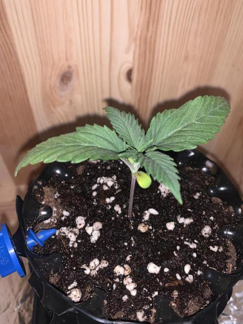 Monster Dwarf Auto Pikendi Micro Grow. Week 1