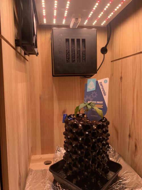 Monster Dwarf Auto Pikendi Micro Grow. Week 1