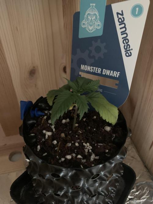 Monster Dwarf Auto Pikendi Micro Grow. Week 1 - Sieht aus, als hätte sie etwas zu viel Wasser bekommen.