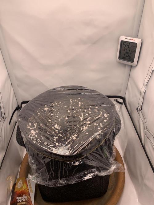 Pineapple Express F1 Zamnesia mini grow. Week 0