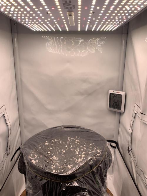 Pineapple Express F1 Zamnesia mini grow. Week 0