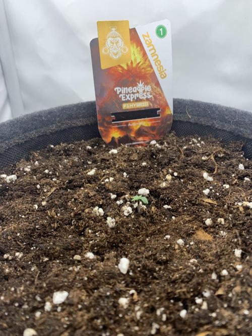 Pineapple Express F1 Zamnesia mini grow. Week 0