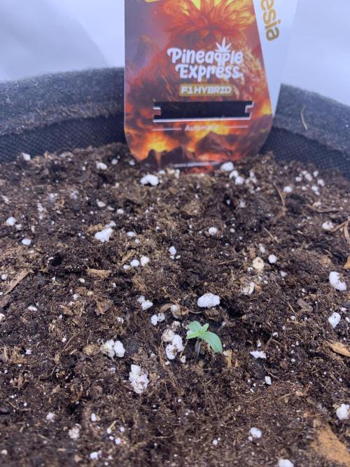 Pineapple Express F1 Zamnesia mini grow. Week 0