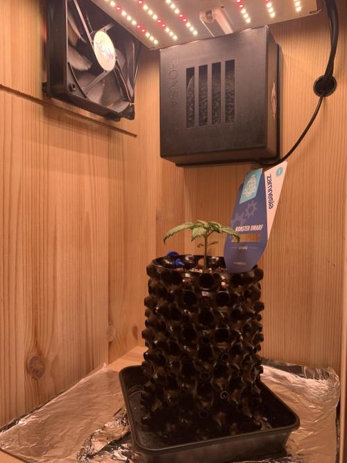 Monster Dwarf Auto Pikendi Micro Grow. Week 2