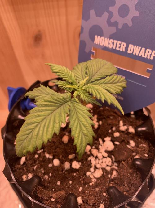 Monster Dwarf Auto Pikendi Micro Grow. Week 2