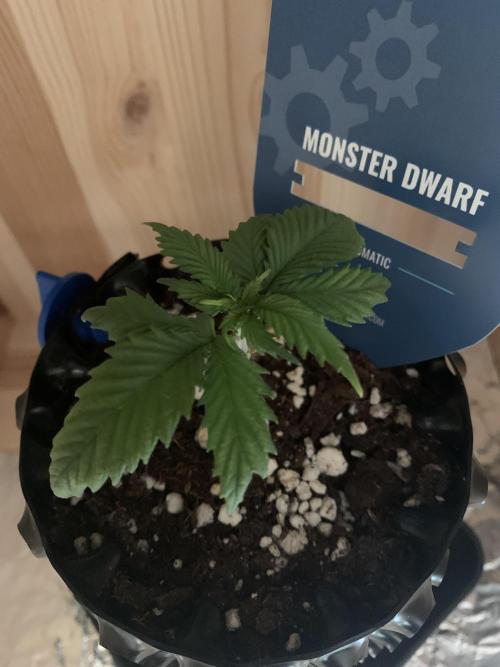 Monster Dwarf Auto Pikendi Micro Grow. Week 2