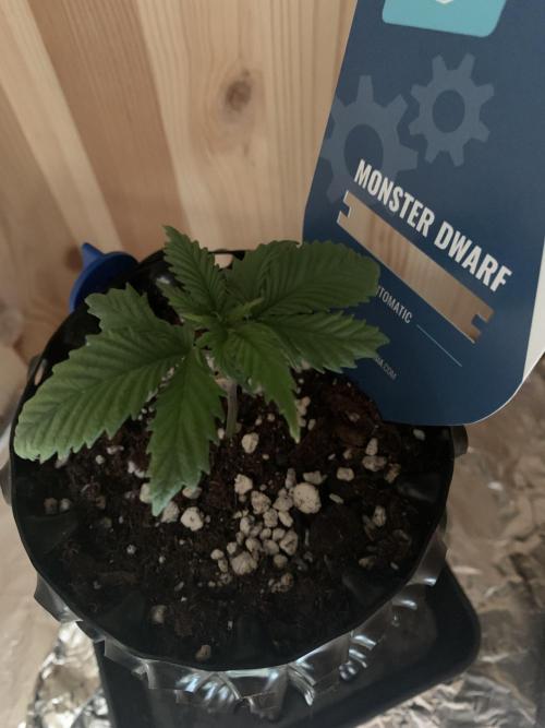 Monster Dwarf Auto Pikendi Micro Grow. Week 2