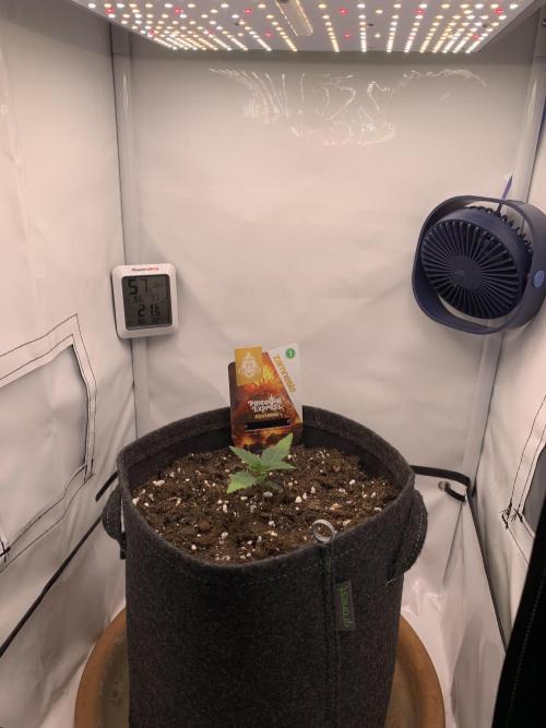 Pineapple Express F1 Zamnesia mini grow. Week 1