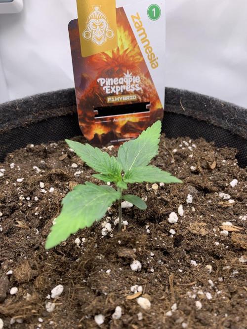 Pineapple Express F1 Zamnesia mini grow. Week 1