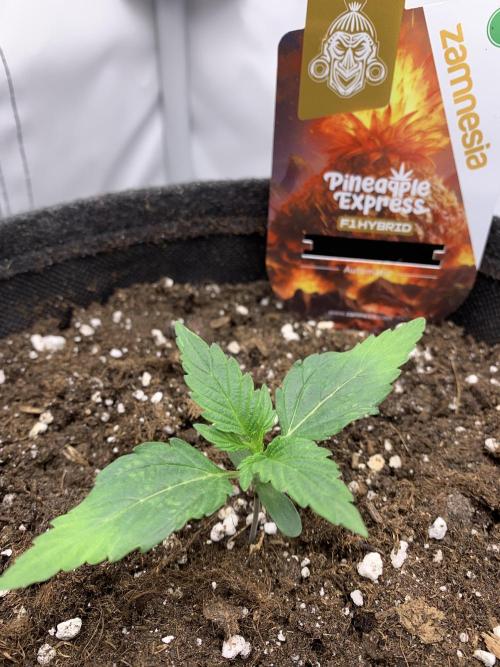 Pineapple Express F1 Zamnesia mini grow. Week 1