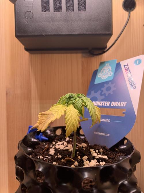 Monster Dwarf Auto Pikendi Micro Grow. Week 3