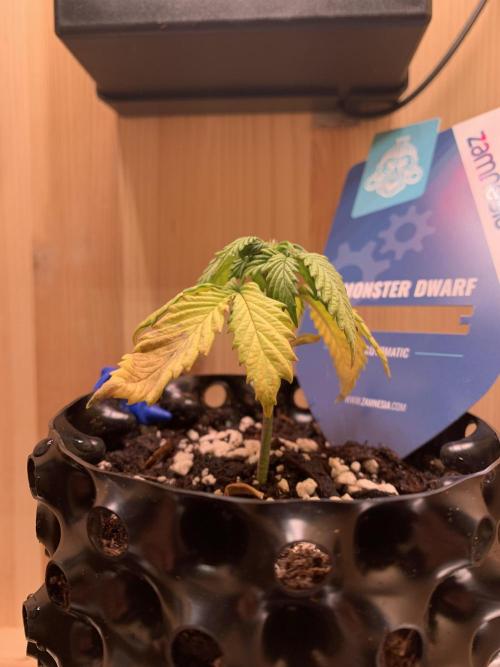 Monster Dwarf Auto Pikendi Micro Grow. Week 3