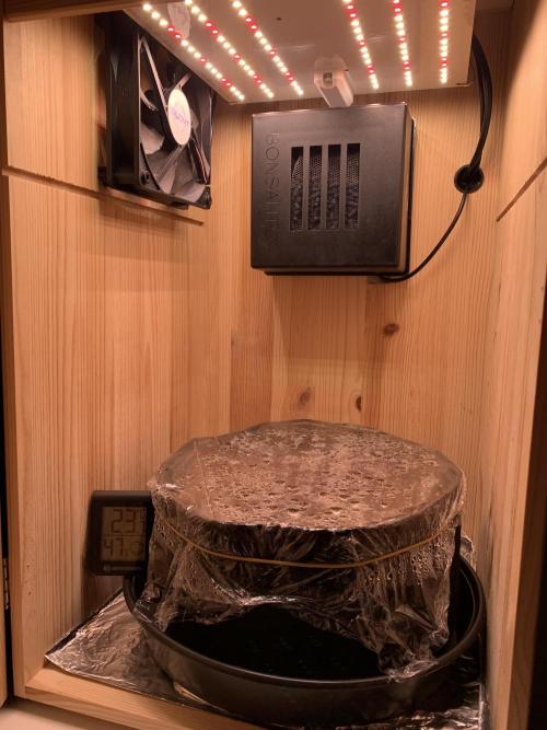 Pink Rozay Pikendi Micro Grow. Week 0