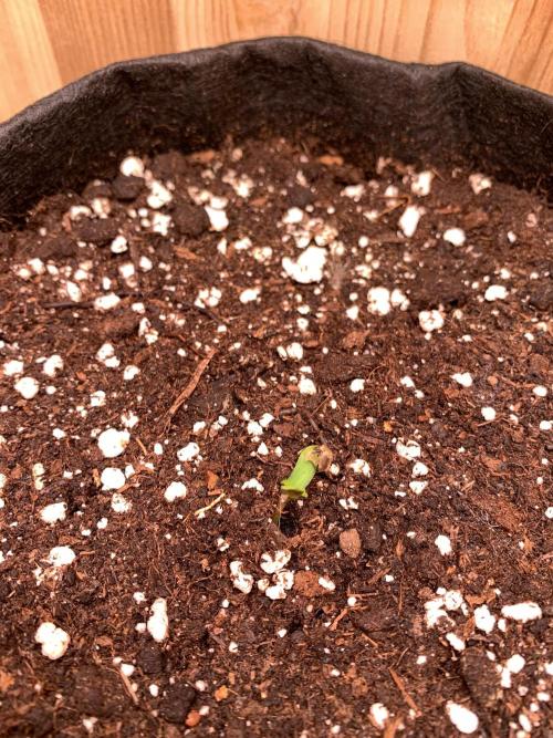 Pink Rozay Pikendi Micro Grow. Week 0