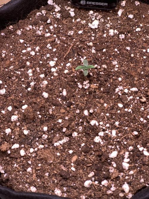 Pink Rozay Pikendi Micro Grow. Week 0