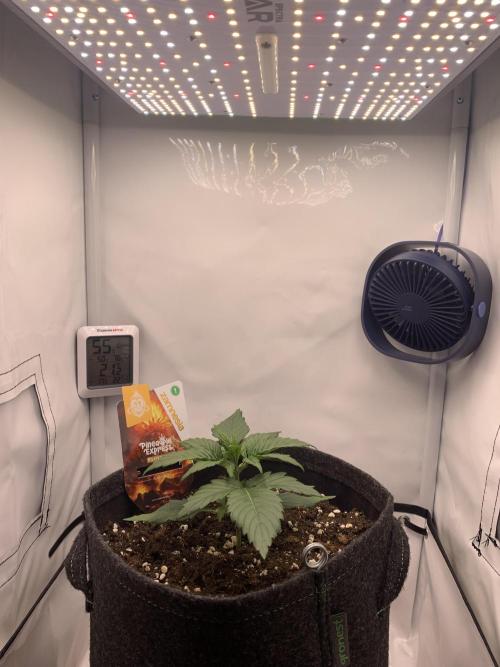 Pineapple Express F1 Zamnesia mini grow. Week 2