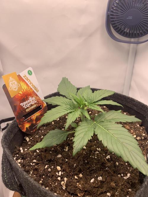 Pineapple Express F1 Zamnesia mini grow. Week 2