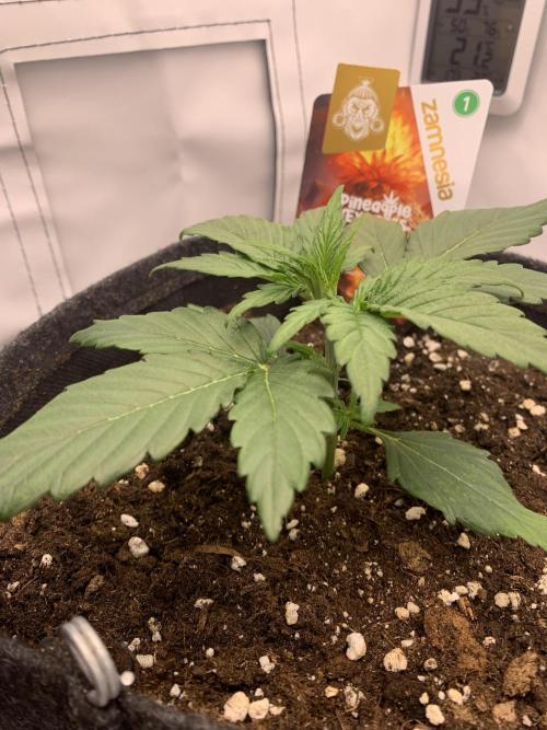 Pineapple Express F1 Zamnesia mini grow. Week 2