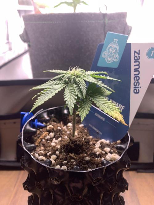 Monster Dwarf Auto Pikendi Micro Grow. Week 4