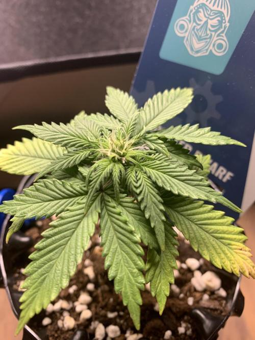 Monster Dwarf Auto Pikendi Micro Grow. Week 4