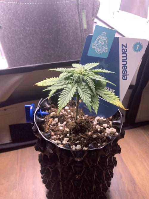 Monster Dwarf Auto Pikendi Micro Grow. Week 4