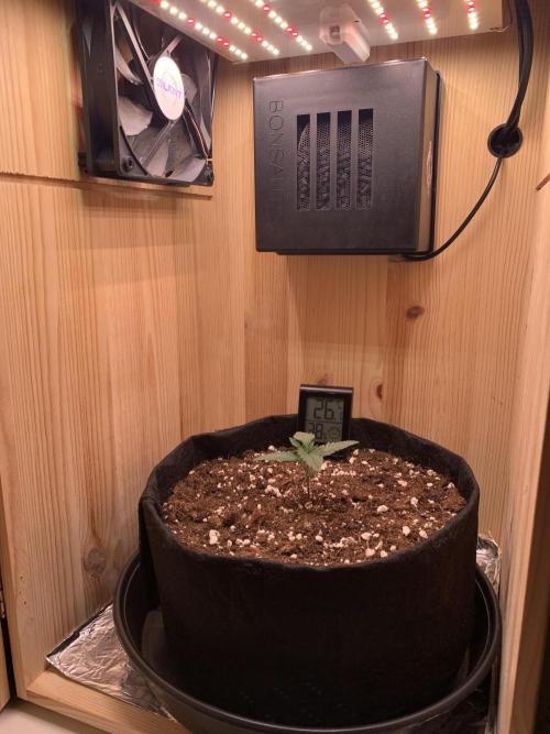 Pink Rozay Pikendi Micro Grow. Week 1