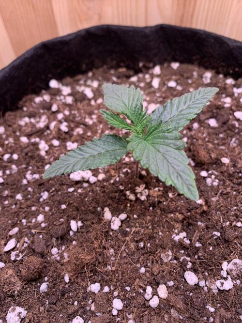 Pink Rozay Pikendi Micro Grow. Week 1