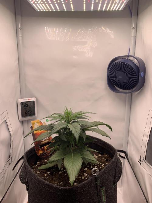 Pineapple Express F1 Zamnesia mini grow. Week 3