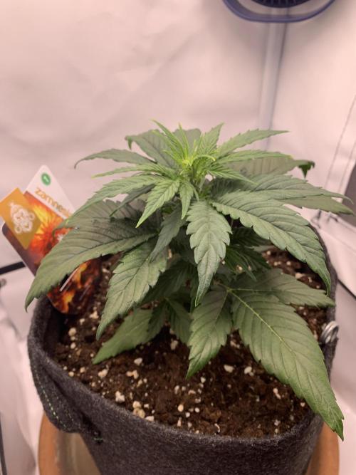 Pineapple Express F1 Zamnesia mini grow. Week 3