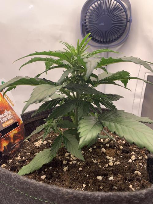 Pineapple Express F1 Zamnesia mini grow. Week 3