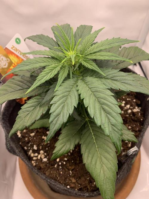 Pineapple Express F1 Zamnesia mini grow. Week 3