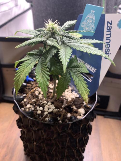 Monster Dwarf Auto Pikendi Micro Grow. Week 5