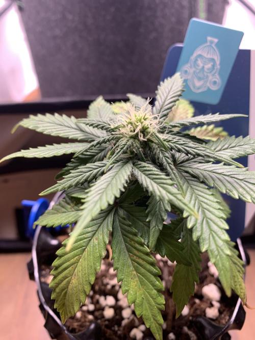 Monster Dwarf Auto Pikendi Micro Grow. Week 5