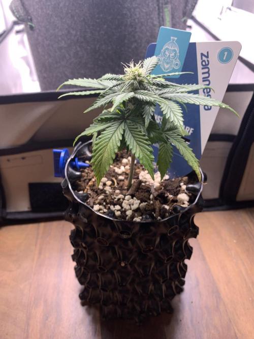 Monster Dwarf Auto Pikendi Micro Grow. Week 5