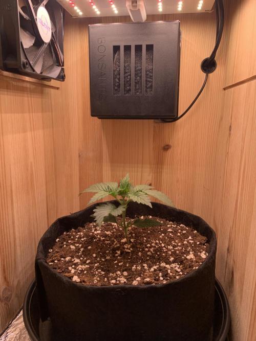 Pink Rozay Pikendi Micro Grow. Week 2